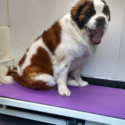 Roaming Rover Mobile Pet Groomer - A Big loveable Bear!