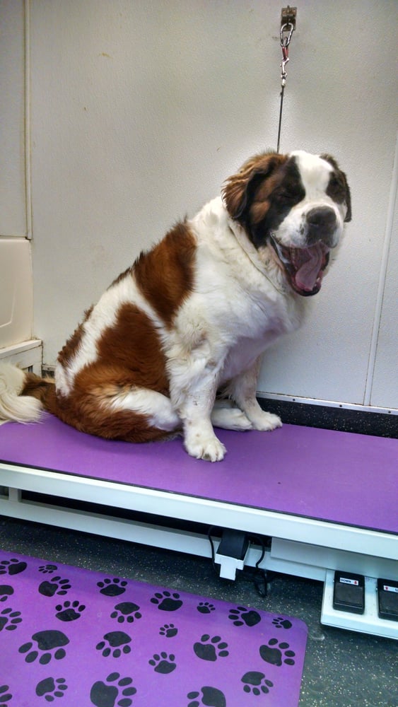 ROAMING ROVER MOBILE PET GROOMER Updated August 2024 499 East Rd