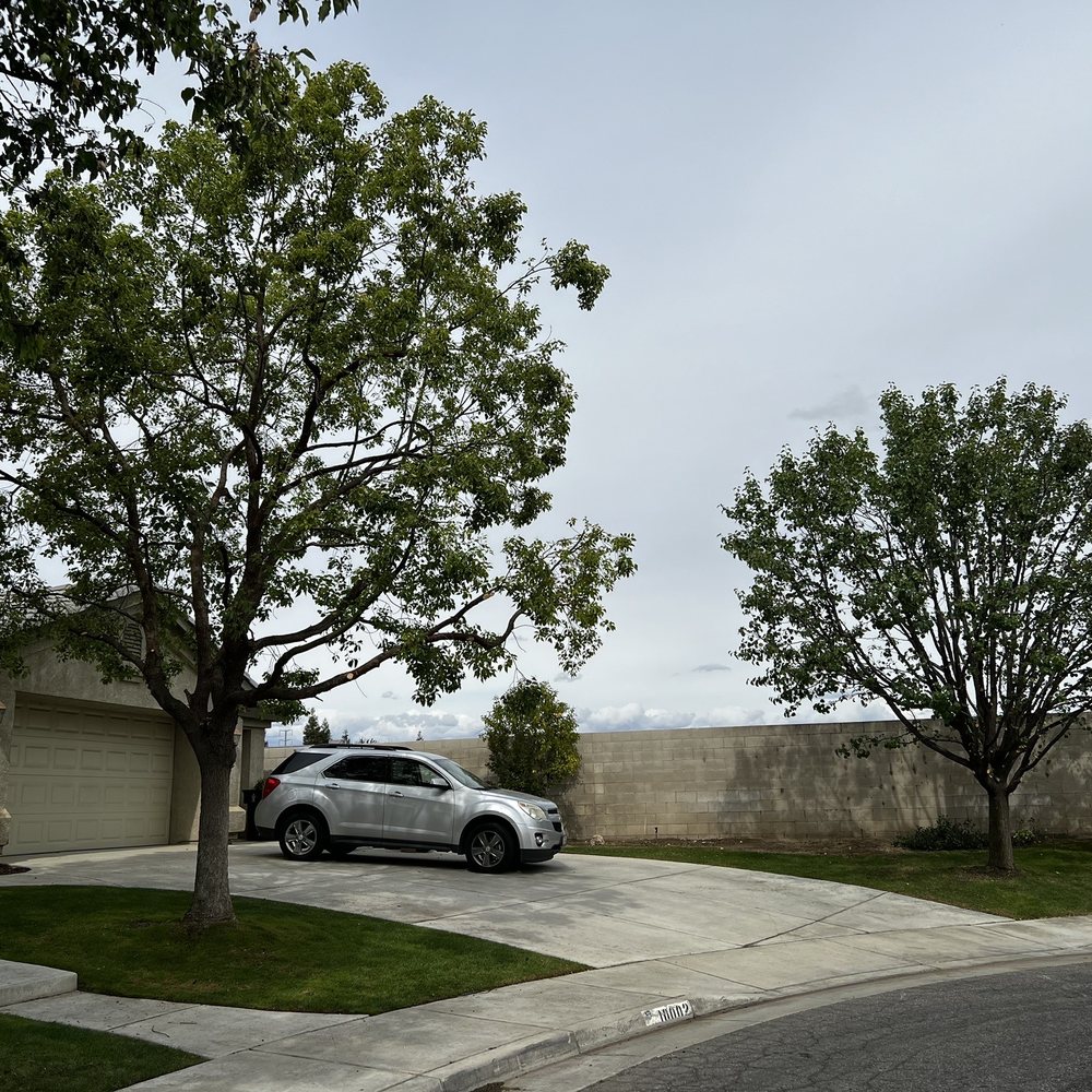Two trees trimmed and a huge shrub removed.