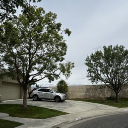 Two trees trimmed and a huge shrub removed.