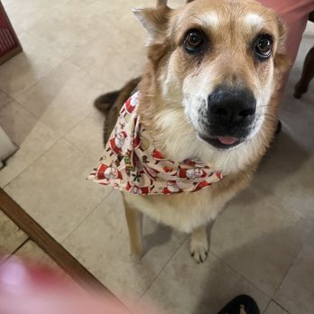 DogDash Mobile Grooming - Groomed photos - Pet Groomers Near Me