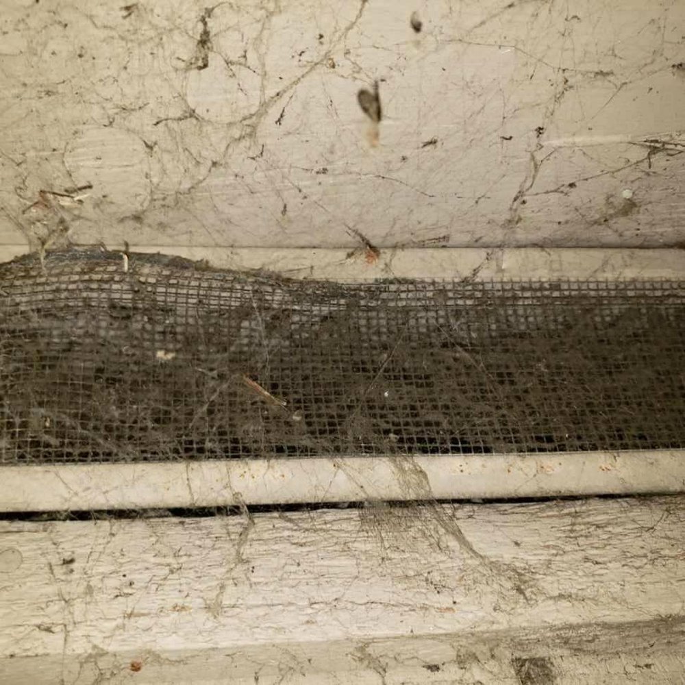 Bellingham Mold - The side vents were dirty which was not allowing air to circulate. - Damage Restoration Near Me