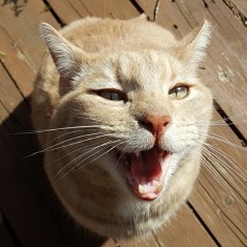 At Home Veterinary Services - "Thank you for making my check up so fast and painless." -Seti - Veterinarians Near Me - Tigard, Oregon At Home Veterinary Services - "Thank you for making my check up so fast and painless." -Seti - Veterinarians Near Me - Tigard, Oregon
