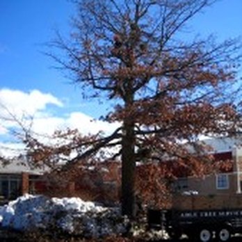 Able Tree Services - Gardeners Near Me