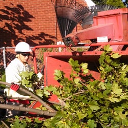 Timberwolf Tree Service