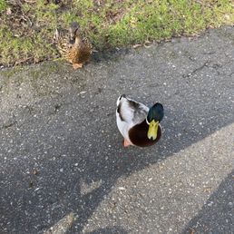 Ducks