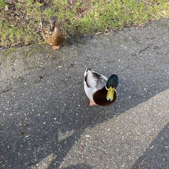 Park at Bothell Landing - Ducks - Parks Near Me - Bothell, Washington