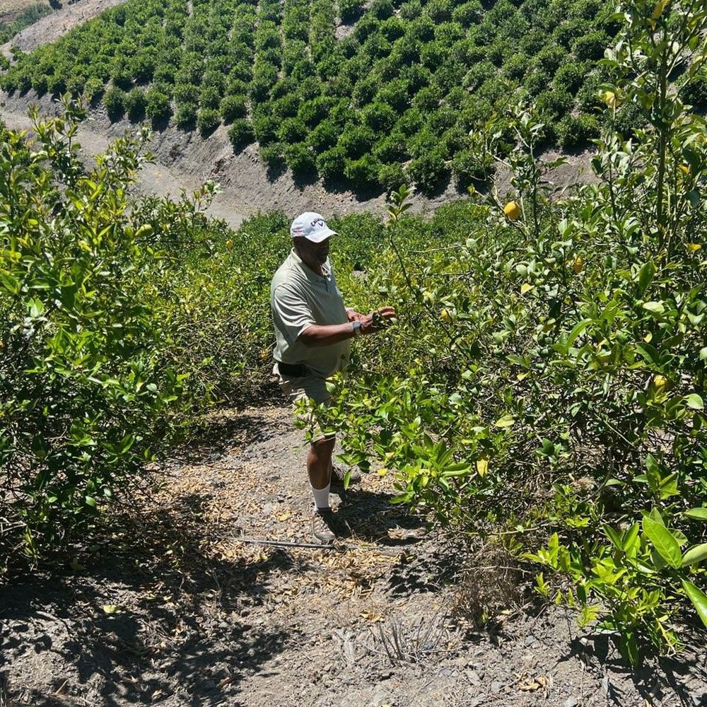Sunmist Tangerine Farm - Pick Your Own Farms Near Me - Temecula, California