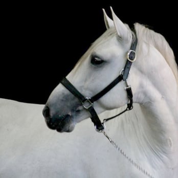 Gable Equestrian - Barcida Interargro one of my many teachers. - Horse Boarding Near Me - Los Angeles, California
