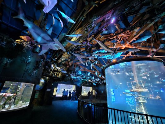 Wonders Of Wildlife National Museum & Aquarium by null