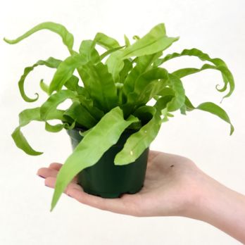 Belle Decor Plants - Hurricane birds nest fern - Home & Garden Near Me - Asheville, North Carolina Belle Decor Plants - Hurricane birds nest fern - Home & Garden Near Me - Asheville, North Carolina
