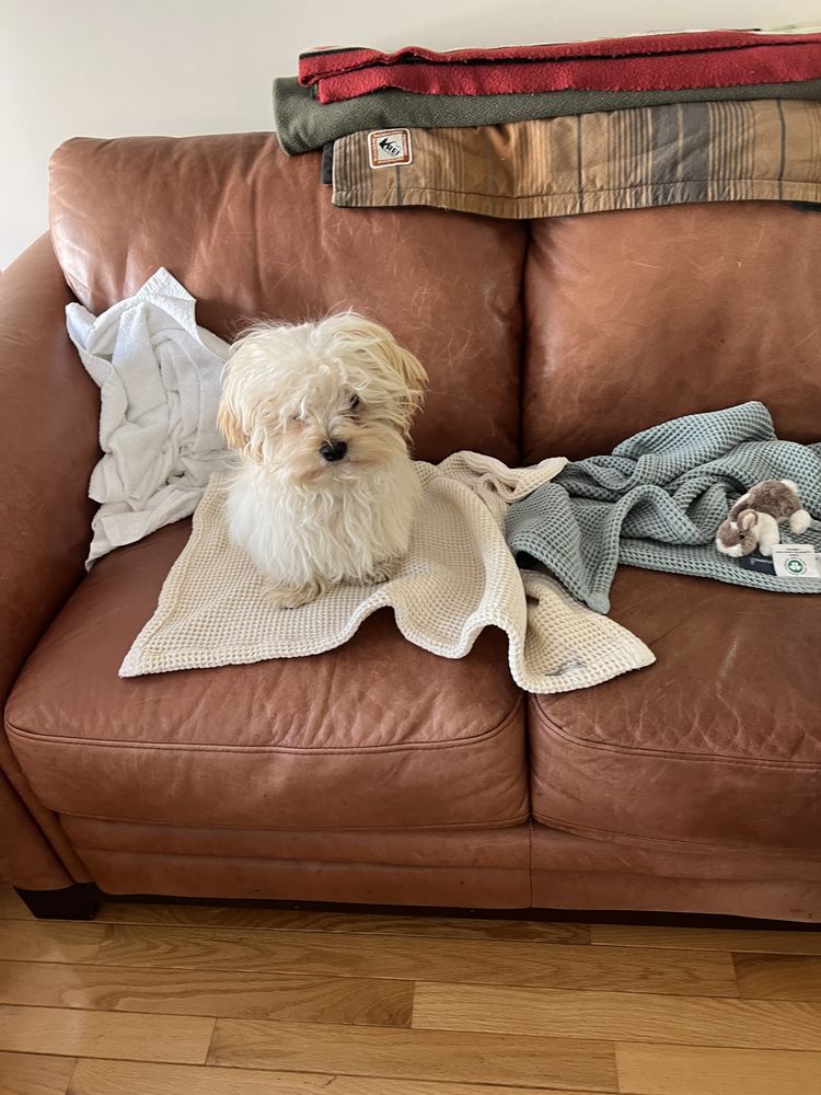 Bark Busters Home Dog Training Northern Virginia