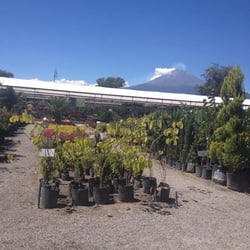 Los viveros de Atlixco - Atlixco