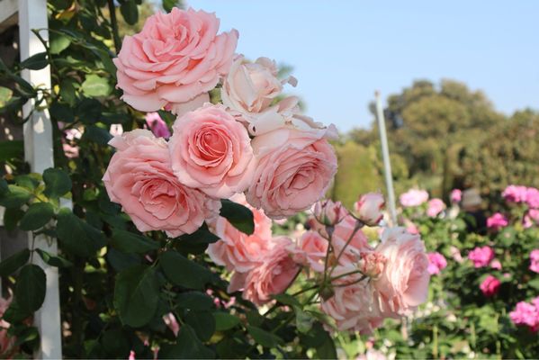 The Huntington's Rose Garden Tea Room by null