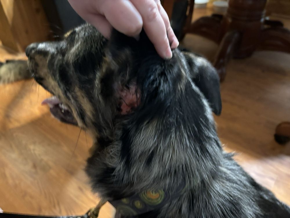 PURDUE UNIVERSITY VETERINARY TEACHING HOSPITAL Updated October 2024