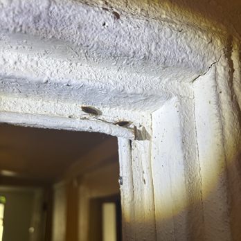 Koremex Pest Solutions - Get ahead of pest before they invade your home. German roach clean out available - Pest Control Near Me Koremex Pest Solutions - Get ahead of pest before they invade your home. German roach clean out available - Pest Control Near Me