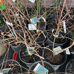 Ingles Markets - Blueberry Bush