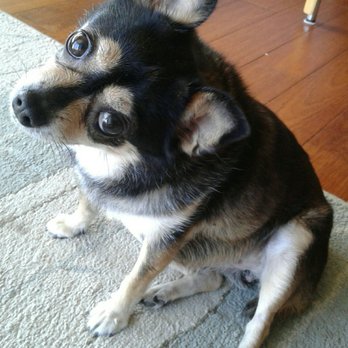 New Breeze Dog Salon - Nice nails Liko! - Pet Groomers Near Me - Honolulu, Hawaii