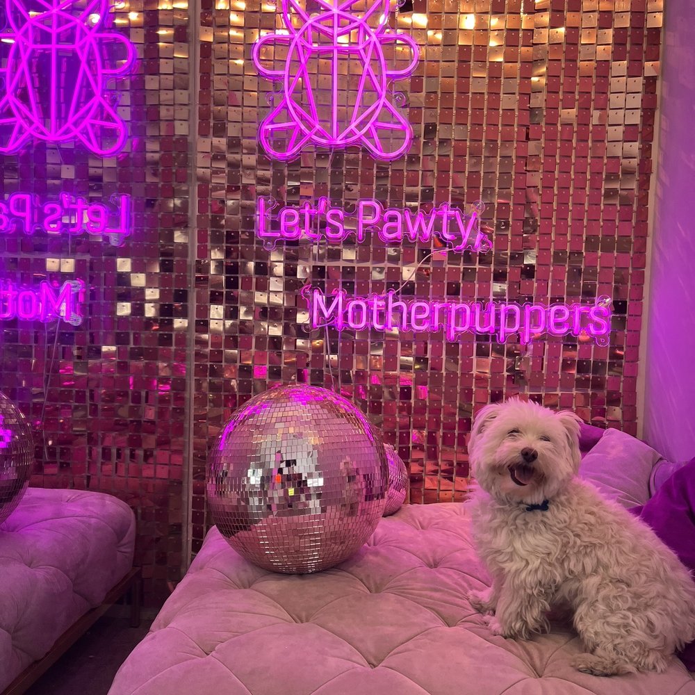 Mishka - Lounge area for the puppers - Pet Stores Near Me - San Francisco, California Mishka - Lounge area for the puppers - Pet Stores Near Me - San Francisco, California