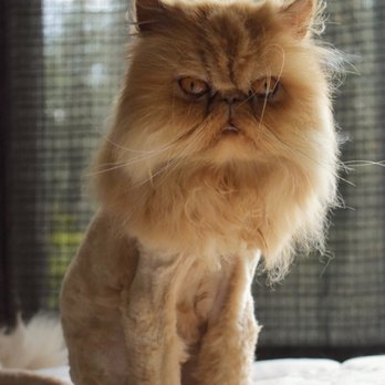 The Catty Wagon - Lion cut on my cat she was very matted and left her so soft and she was so comfortable the whole time! I loved the service she gave my cat. - Pet Groomers Near Me - Lytle Creek, California