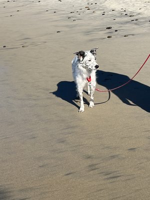 Cardiff State Beach by null