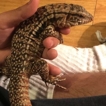 Reptile Rapture - Reptile Shops Near Me - Monona, Wisconsin