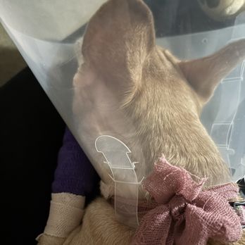 Long Beach Animal Urgent Care - She's resting - Veterinarians Near Me - Long Beach, California Long Beach Animal Urgent Care - She's resting - Veterinarians Near Me - Long Beach, California