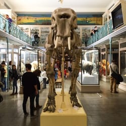 Musée d'Histoire Naturelle