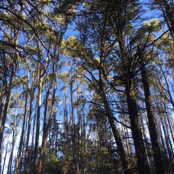 Roberts Regional Recreation Area - Eucalyptus grove on madrone - Parks Near Me - Oakland, California