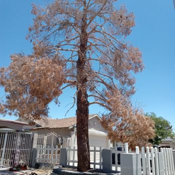 Munoz Service's - Remove - Tree Services Near Me Munoz Service's - Remove - Tree Services Near Me