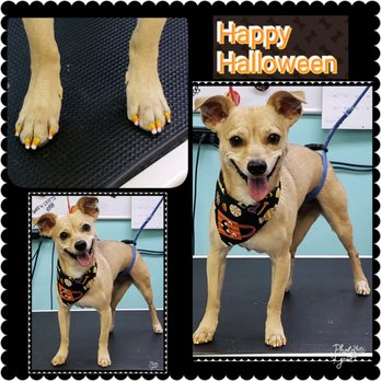 Annie's Pet Parlor - #Nailsonfleek - Pet Groomers Near Me - Phoenix, Arizona