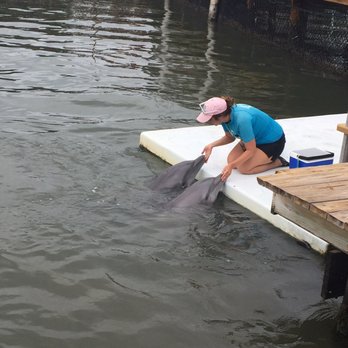 Dolphin Research Center - Tours Near Me - Marathon, Florida Dolphin Research Center - Tours Near Me - Marathon, Florida