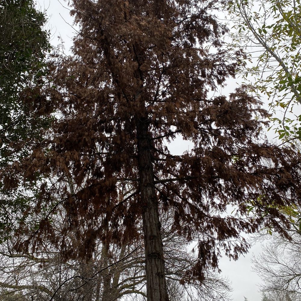 Turf-N-Tree - 2nd tree removed! - Landscaping Near Me - Tracy, California