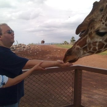 Phoenix Zoo - Giraffe Encounter - Zoos Near Me - Phoenix, Arizona Phoenix Zoo - Giraffe Encounter - Zoos Near Me - Phoenix, Arizona