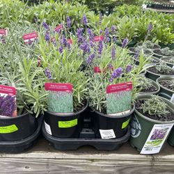 Van Wilgen's Garden Mart