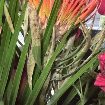 UrbanStems - Seriously where's the quality control??? - Florists Near Me UrbanStems - Seriously where's the quality control??? - Florists Near Me