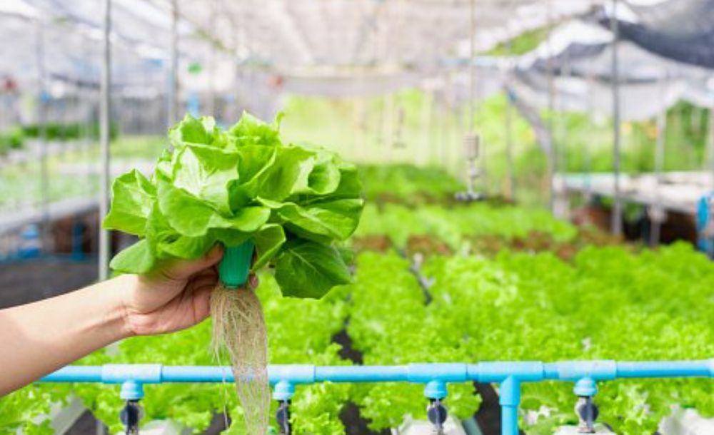 Evans Aquaponics Organic Farm - beekeeping in Rogersville, AL