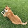 Photo of Jindo Ranch