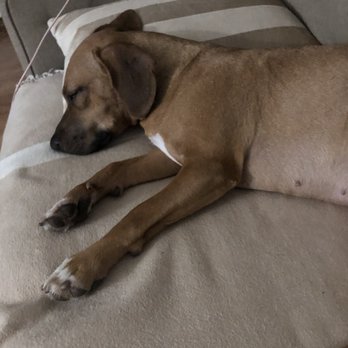 Magnificent Mutts Rescue - Animal Shelters Near Me