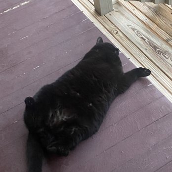 Lot 12 Public House - Tubby, the resident porch cat - Comfort Food Near Me - Berkeley Springs, West Virginia