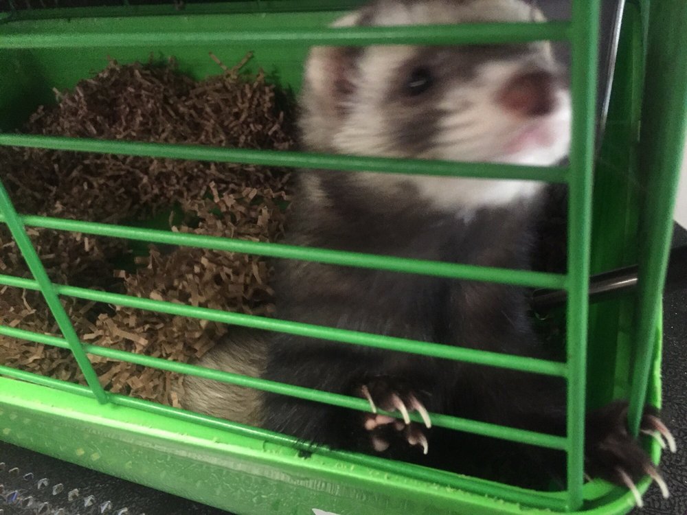 FISH BOWL PET SHOP 15 Photos & 31 Reviews Local Fish Stores 1013