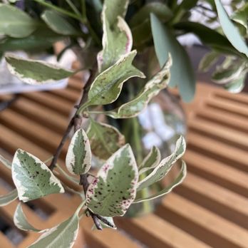 Blooming Moment Florist - Dying, browning leaves - Florists Near Me - San Francisco, California Blooming Moment Florist - Dying, browning leaves - Florists Near Me - San Francisco, California