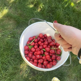Nunn Better Cherries - Pick Your Own Farms Near Me - Brentwood, California