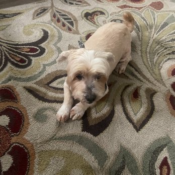 Pampered With Love - Pet Groomers Near Me - fontana, California