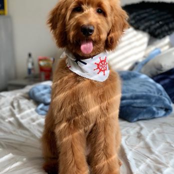 Happy Dog Wash - Pet Groomers Near Me - Orlando, Florida Happy Dog Wash - Pet Groomers Near Me - Orlando, Florida