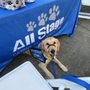 Photo of Healing Paws