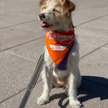 Korean K9 Rescue - At a 5K fundraising event, Strut Your Mutt, hosted by Best Friends Animal Society, but walked as part of the KK9R pack! - Animal Shelters Near Me - Astoria, New York
