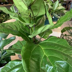 Coffee Plant Repeat - Fiddle Leaf Fig