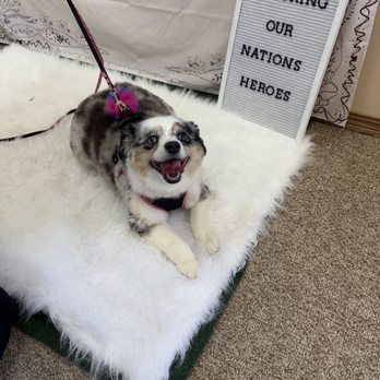 Groomer Has It - Pet Groomers Near Me - Oshkosh, Wisconsin Groomer Has It - Pet Groomers Near Me - Oshkosh, Wisconsin