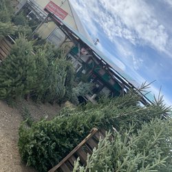 Mike's Nursery & Hydroponics - Christmas trees!!